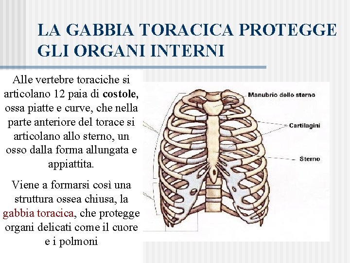 LA GABBIA TORACICA PROTEGGE GLI ORGANI INTERNI Alle vertebre toraciche si articolano 12 paia