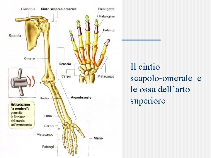 Il cintio scapolo-omerale e le ossa dell’arto superiore 