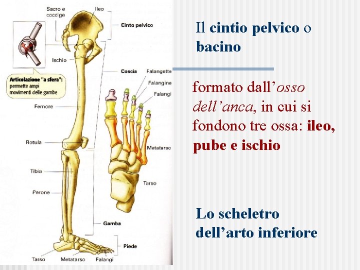 Il cintio pelvico o bacino formato dall’osso dell’anca, in cui si fondono tre ossa: