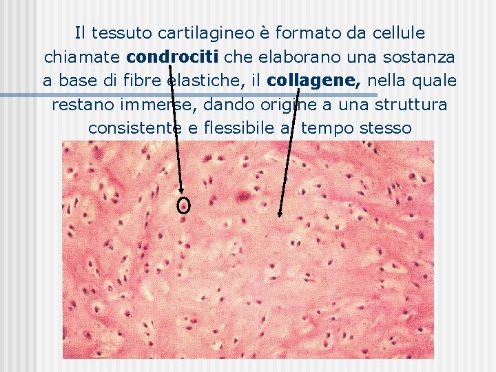 Il tessuto cartilagineo è formato da cellule chiamate condrociti che elaborano una sostanza a