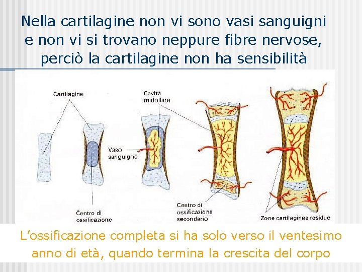 Nella cartilagine non vi sono vasi sanguigni e non vi si trovano neppure fibre