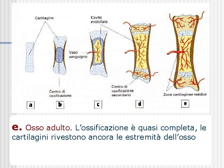 c. Nello stesso periodo nuovo centro di si d. Dopo la nascita l’accrescimento continua: