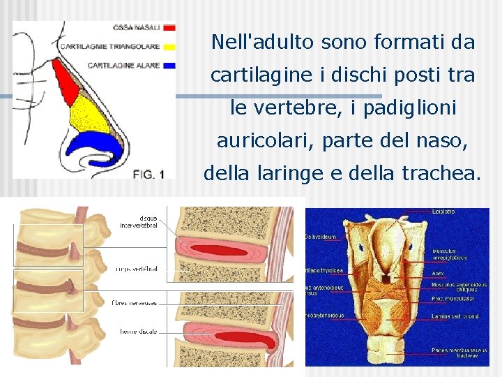 Nell'adulto sono formati da cartilagine i dischi posti tra le vertebre, i padiglioni auricolari,