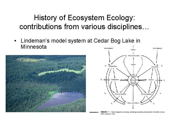 History of Ecosystem Ecology: contributions from various disciplines… • Lindeman’s model system at Cedar