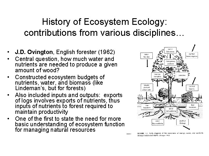 History of Ecosystem Ecology: contributions from various disciplines… • J. D. Ovington, English forester