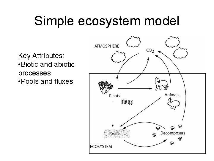 Simple ecosystem model Key Attributes: • Biotic and abiotic processes • Pools and fluxes