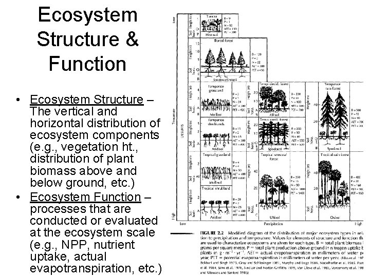 Ecosystem Structure & Function • Ecosystem Structure – The vertical and horizontal distribution of