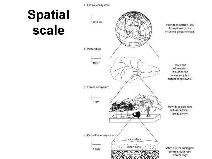 Spatial scale 