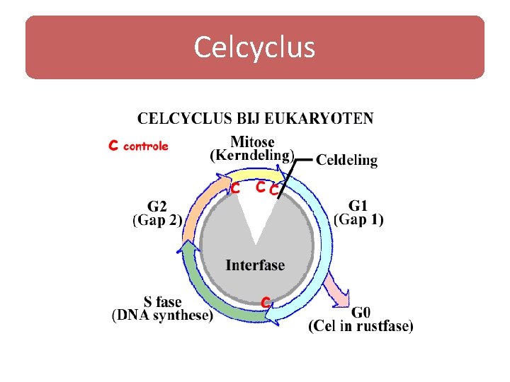 Celcyclus 