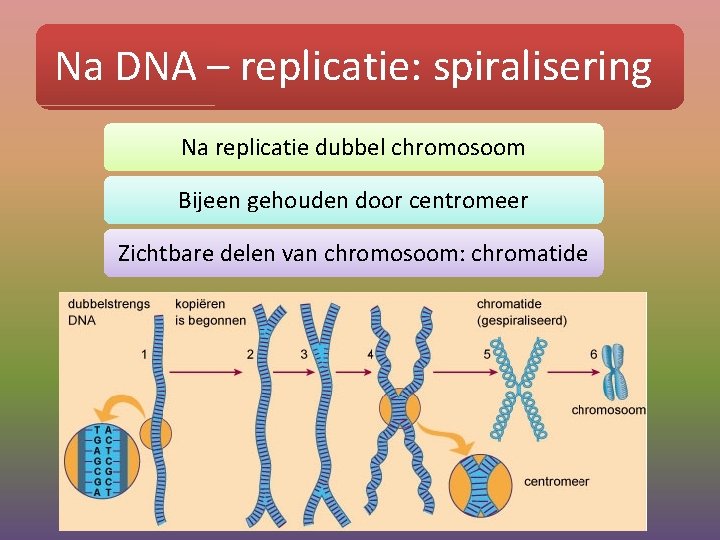 Na DNA – replicatie: spiralisering Na replicatie dubbel chromosoom Bijeen gehouden door centromeer Zichtbare