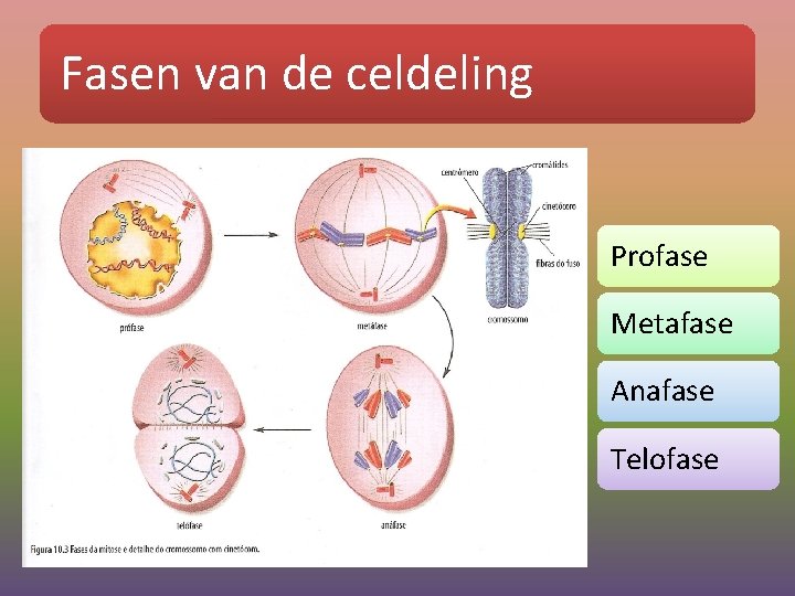 Fasen van de celdeling Profase Metafase Anafase Telofase 