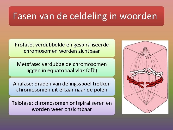 Fasen van de celdeling in woorden Profase: verdubbelde en gespiraliseerde chromosomen worden zichtbaar Metafase: