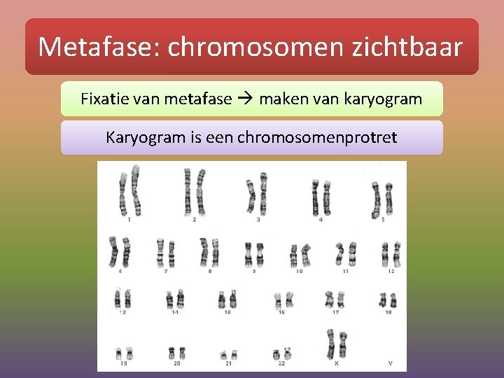 Metafase: chromosomen zichtbaar Fixatie van metafase maken van karyogram Karyogram is een chromosomenprotret 