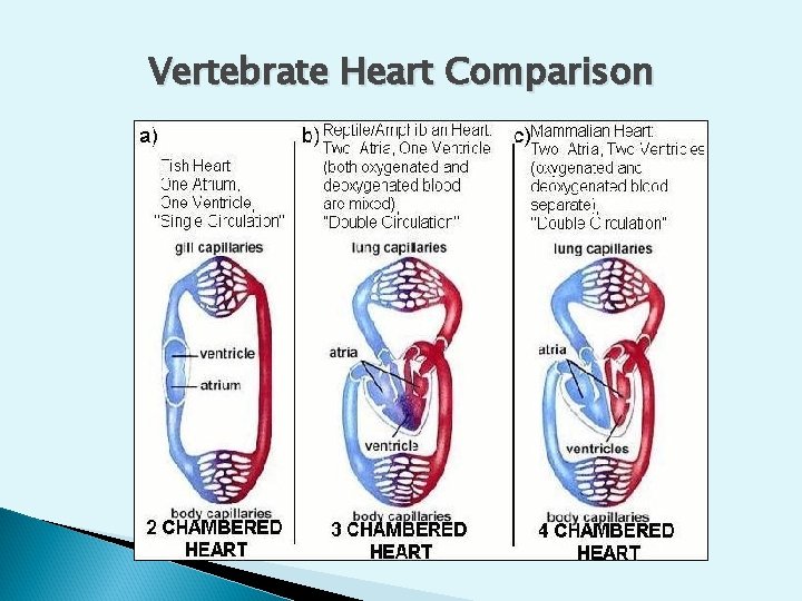 Vertebrate Heart Comparison 