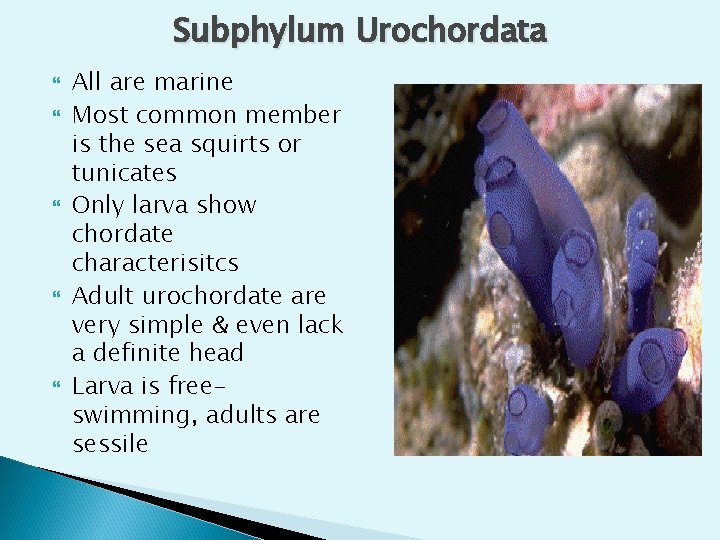 Subphylum Urochordata All are marine Most common member is the sea squirts or tunicates