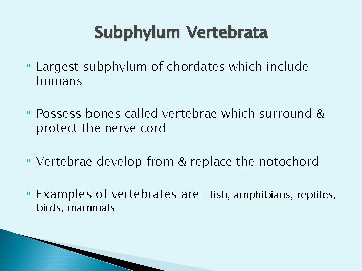 Subphylum Vertebrata Largest subphylum of chordates which include humans Possess bones called vertebrae which