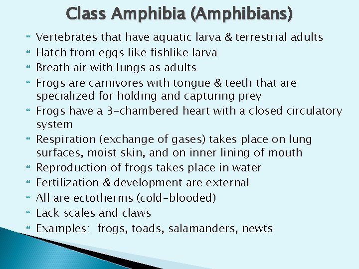 Class Amphibia (Amphibians) Vertebrates that have aquatic larva & terrestrial adults Hatch from eggs