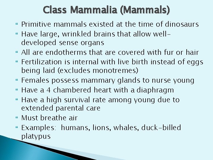 Class Mammalia (Mammals) Primitive mammals existed at the time of dinosaurs Have large, wrinkled