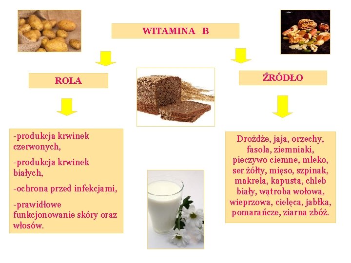 WITAMINA B ROLA -produkcja krwinek czerwonych, -produkcja krwinek białych, -ochrona przed infekcjami, -prawidłowe funkcjonowanie