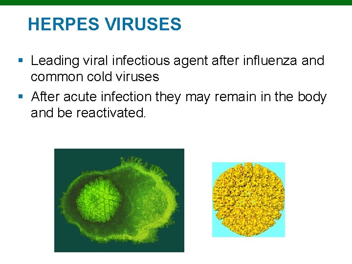 HERPES VIRUSES § Leading viral infectious agent after influenza and common cold viruses §