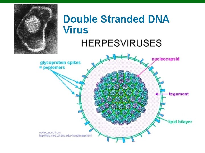 Double Stranded DNA Virus Copyright © 2010 Pearson Education, Inc. 