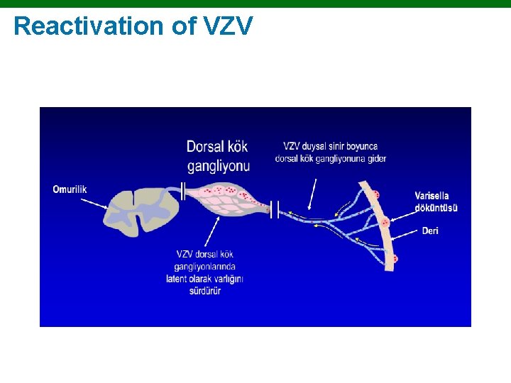 Reactivation of VZV Copyright © 2010 Pearson Education, Inc. 