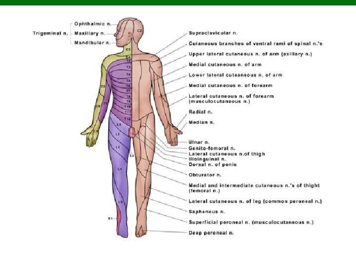 Copyright © 2010 Pearson Education, Inc. 