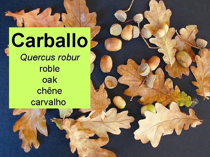 Carballo Quercus robur roble oak chêne carvalho 