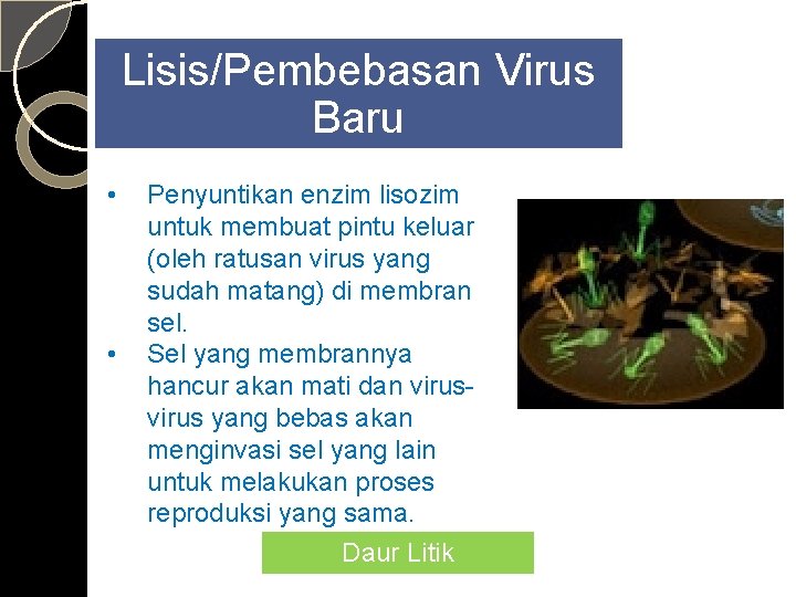 Lisis/Pembebasan Virus Baru • • Penyuntikan enzim lisozim untuk membuat pintu keluar (oleh ratusan