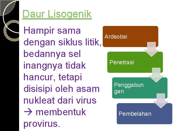 Daur Lisogenik Hampir sama Ardsobsi dengan siklus litik, bedannya sel Penetrasi inangnya tidak hancur,