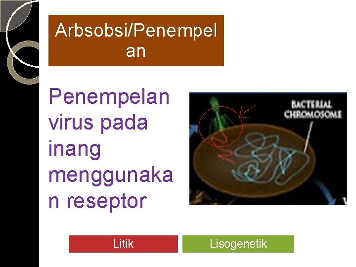 Arbsobsi/Penempel an Penempelan virus pada inang menggunaka n reseptor Litik Lisogenetik 