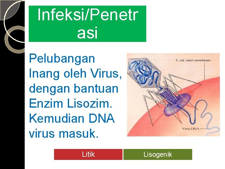 Infeksi/Penetr asi Pelubangan Inang oleh Virus, dengan bantuan Enzim Lisozim. Kemudian DNA virus masuk.