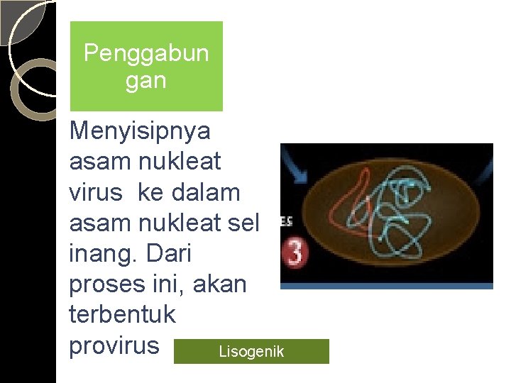 Penggabun gan Menyisipnya asam nukleat virus ke dalam asam nukleat sel inang. Dari proses