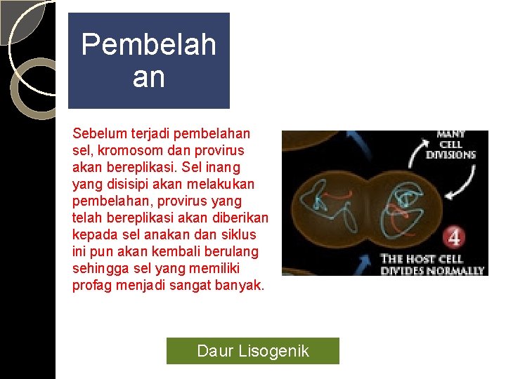 Pembelah an Sebelum terjadi pembelahan sel, kromosom dan provirus akan bereplikasi. Sel inang yang