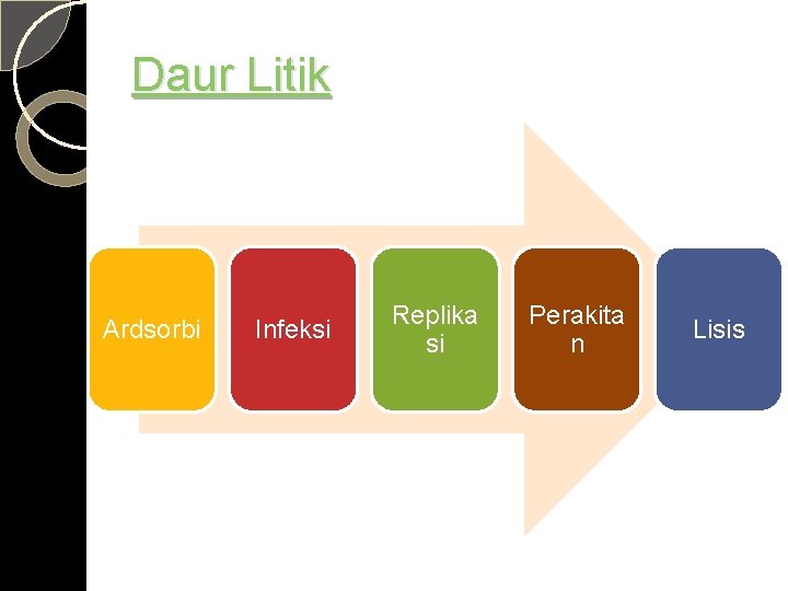 Daur Litik Ardsorbi Infeksi Replika si Perakita n Lisis 