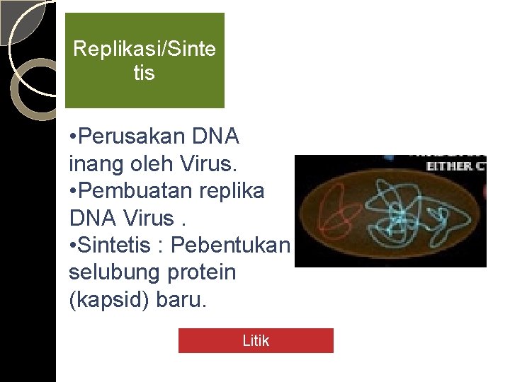 Replikasi/Sinte tis • Perusakan DNA inang oleh Virus. • Pembuatan replika DNA Virus. •