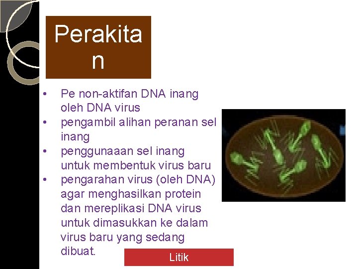 Perakita n • • Pe non-aktifan DNA inang oleh DNA virus pengambil alihan peranan