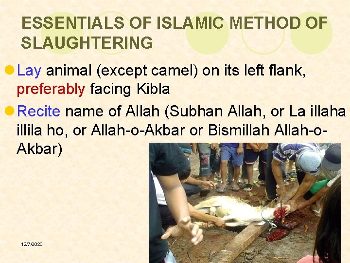 ESSENTIALS OF ISLAMIC METHOD OF SLAUGHTERING l Lay animal (except camel) on its left