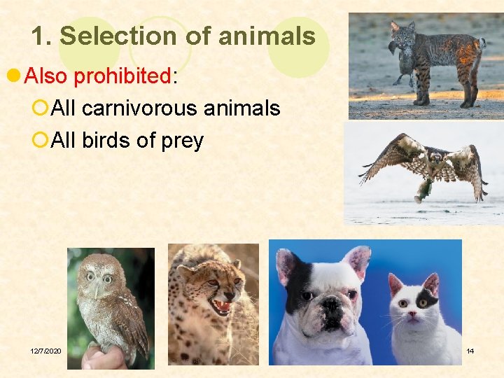 1. Selection of animals l Also prohibited: ¡All carnivorous animals ¡All birds of prey