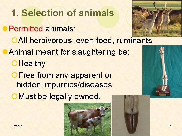 1. Selection of animals l Permitted animals: ¡All herbivorous, even-toed, ruminants l Animal meant