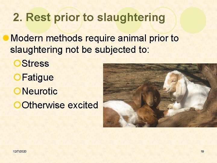 2. Rest prior to slaughtering l Modern methods require animal prior to slaughtering not