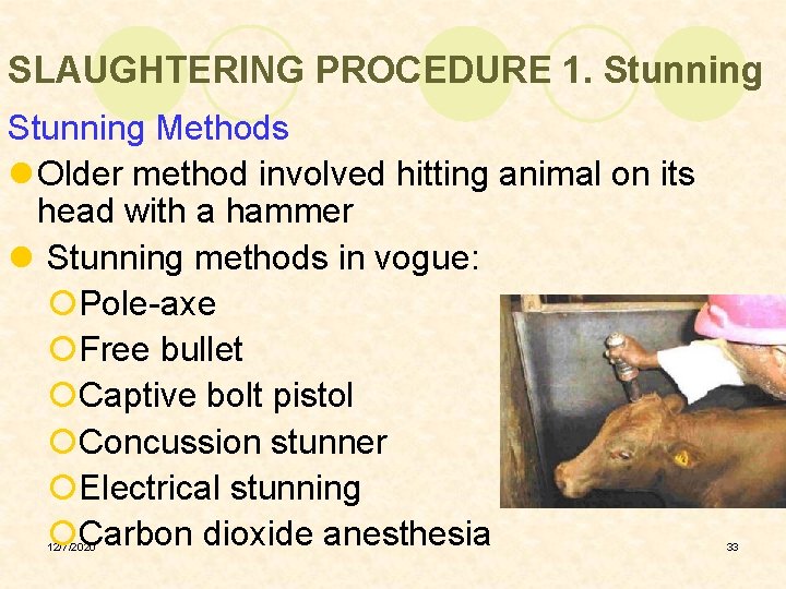SLAUGHTERING PROCEDURE 1. Stunning Methods l Older method involved hitting animal on its head