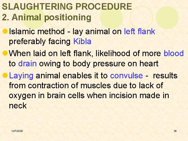 SLAUGHTERING PROCEDURE 2. Animal positioning l Islamic method - lay animal on left flank