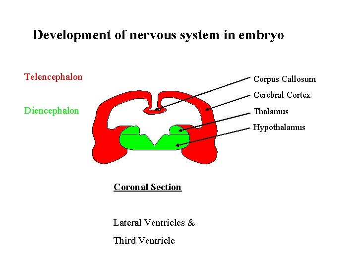 Development of nervous system in embryo Telencephalon Corpus Callosum Cerebral Cortex Diencephalon Thalamus Hypothalamus