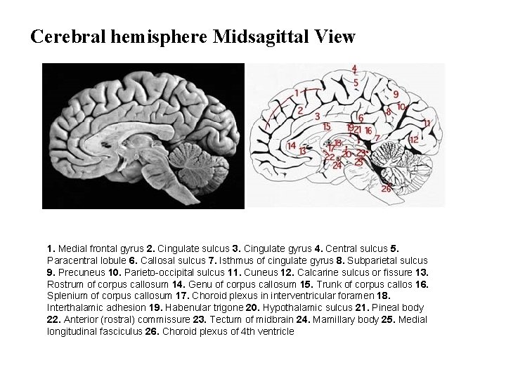 Cerebral hemisphere Midsagittal View 1. Medial frontal gyrus 2. Cingulate sulcus 3. Cingulate gyrus