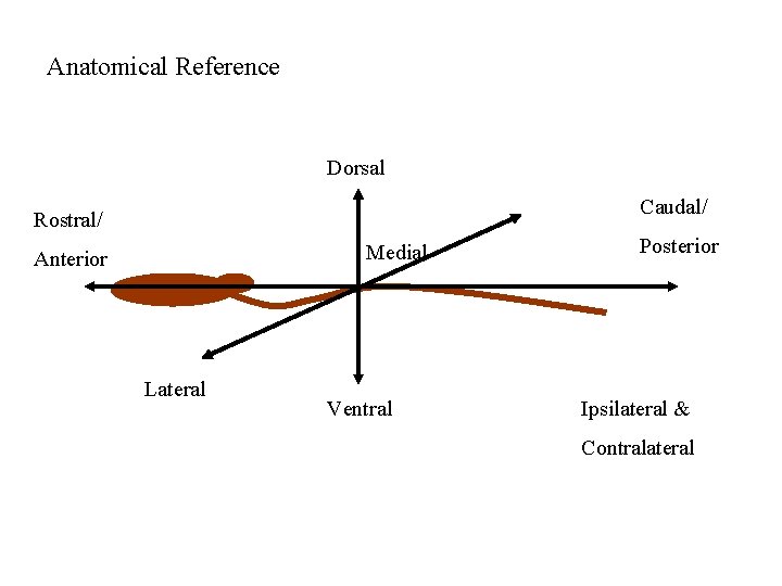 Anatomical Reference Dorsal Caudal/ Rostral/ Medial Anterior Lateral Ventral Posterior Ipsilateral & Contralateral 