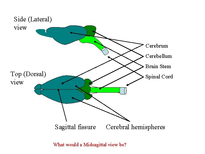 Side (Lateral) view Cerebrum Cerebellum Brain Stem Top (Dorsal) view Spinal Cord Sagittal fissure
