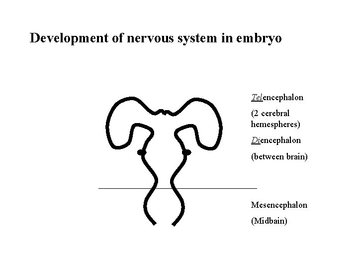 Development of nervous system in embryo Telencephalon (2 cerebral hemespheres) Diencephalon (between brain) Mesencephalon