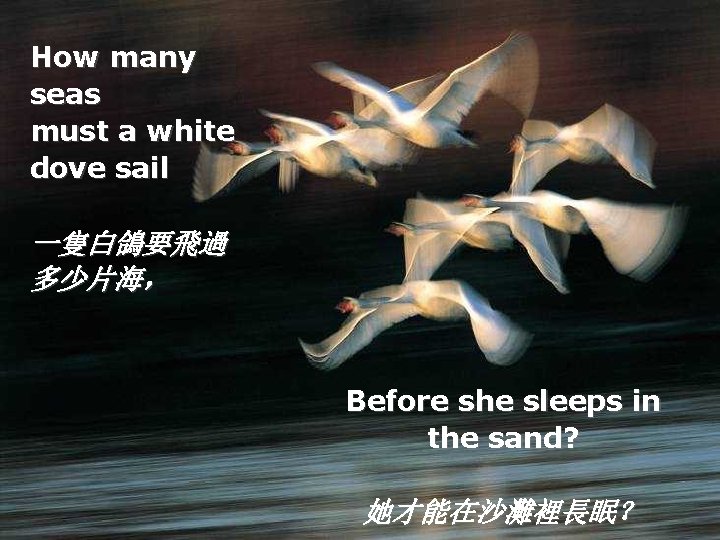 How many seas must a white dove sail 一隻白鴿要飛過 多少片海， Before she sleeps in