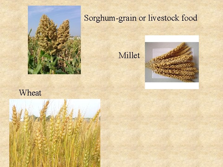  Sorghum-grain or livestock food Millet Wheat 